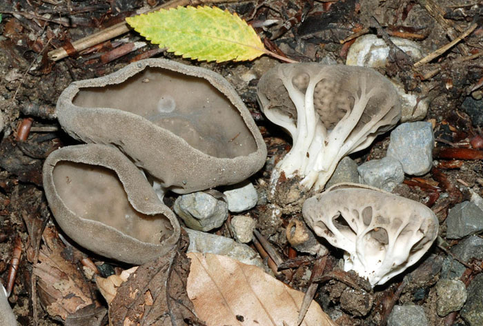 Helvella acetabulum